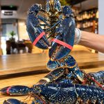 bogavante gallego azul